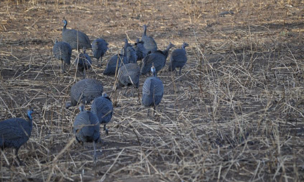 Mikumi National Park